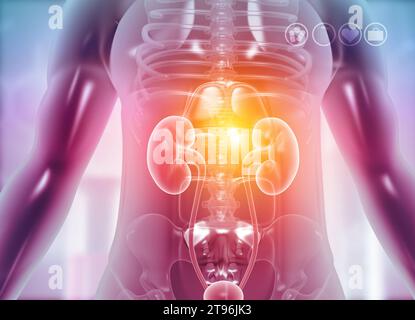 kidney in human body. 3d illustration Stock Photo