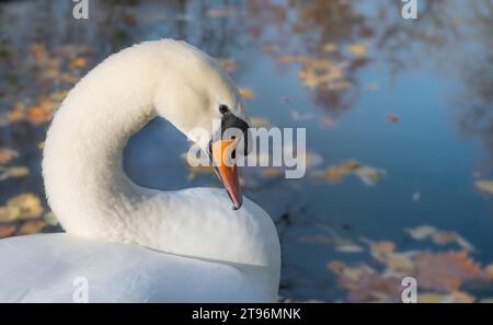 A Closeup White Swan with Fine Fishing Wire Around Neck Stock Photo - Image  of environment, habitat: 158534032