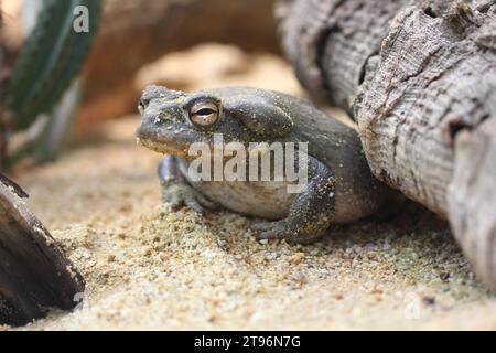 The Colorado River toad (Incilius alvarius), also known as the Sonoran Desert toad, is found in northern Mexico and the southwestern United States Stock Photo