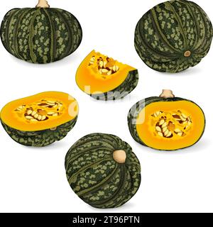 Set of Kabocha winter squash pumpkins. Chestnut squash. Cucurbita maxima. Fruits and vegetables. Isolated vector illustration. Stock Vector