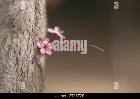Close up of blooming cherry tree branch growing in tree trunk in spring day against blurred background Stock Photo