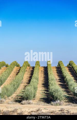 Row of olive trees in Castilla-La Mancha, Spain, captured during a bright day with clear blue skies in farmland Stock Photo