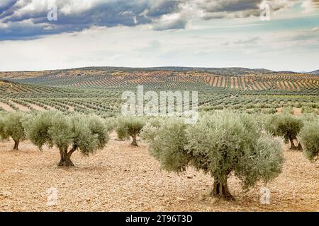 Row of olive trees in Castilla-La Mancha, Spain, captured during a bright day with cloudy blue skies in farmland Stock Photo