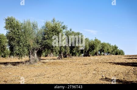 Row of olive trees in Castilla-La Mancha, Spain, captured during a bright day with clear blue skies in farmland Stock Photo