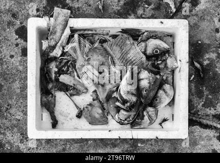 Detail of fish wasted and thrown in the trash, spoiled food Stock Photo