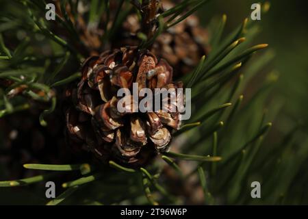 Pine cones on the branch close up. Summer garden Stock Photo