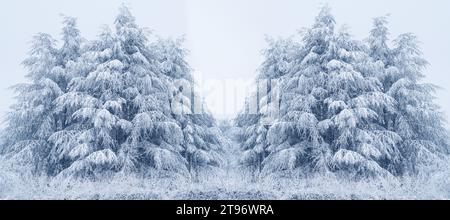 Snow covered pine tree. Winter forest. Stock Photo