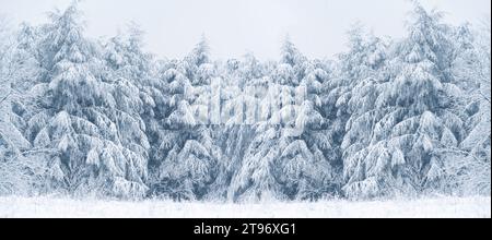 Snow covered pine tree. Winter forest. Stock Photo