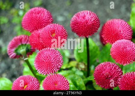 Red 'Bellis Perennis' 'Pomponette' (English Daisy) in the Borders at Levens Hall & Gardens, Kendal, Lake District National Park. Cumbria, UK. Stock Photo