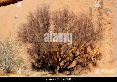 Blue-leaved corkwood (Commiphora glaucescens) is a little deciduous tree of the Burseraceae family. This photo was taken in Spitzkoppe, Namibia. Stock Photo