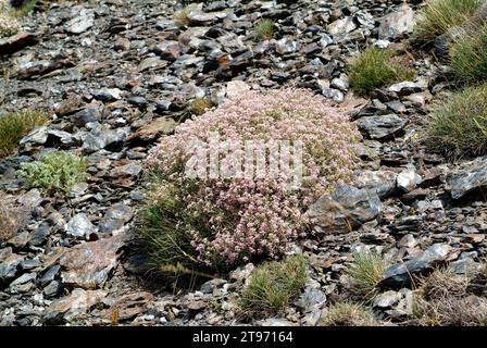 Spiny madwort (Hormathophylla spinosa or Alyssum spinosum) is a little shrub endemic of sothern Spain and southeastern France. This photo was taken in Stock Photo