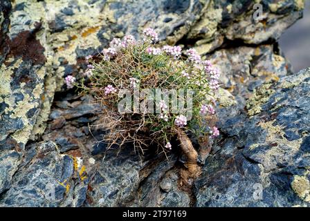 Spiny madwort (Hormathophylla spinosa or Alyssum spinosum) is a little shrub endemic of sothern Spain and southeastern France. This photo was taken in Stock Photo