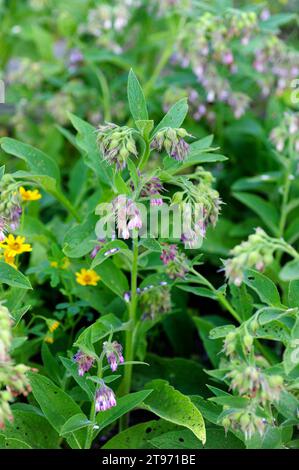 Common comfrey, consound or slippery-root (Symphytum officinale) is a perennial medicinal herb native to Europe. Stock Photo