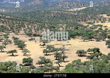 Holm oak (Quercus ilex) Plantae Stock Photo - Alamy