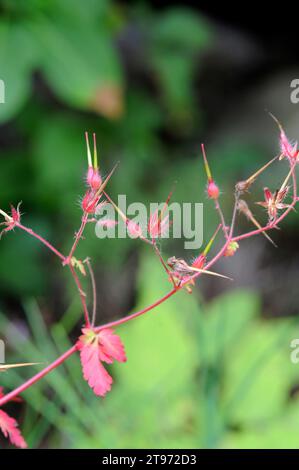 Herb Robert (Geranium robertianum) is an annual or biennial plant native to Europe, Asia, North Africa and North America. This photo was taken in Arri Stock Photo