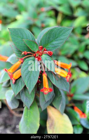 Red trumpet (Kohleria eriantha) is a annual or perennial herb native to tropical America. Stock Photo