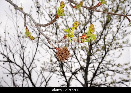 Oriental sweet gum (Liquidambar orientalis) is a deciduous tree native to esatern Mediterranean region (Greece, Turkey). Fruit and young leaves detail Stock Photo