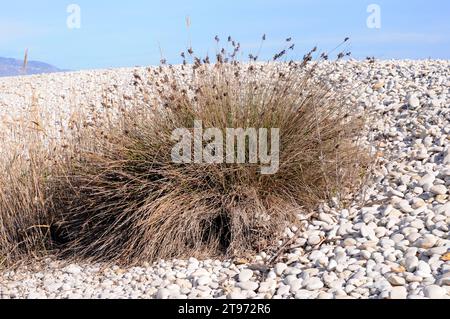 Spiny rush or sharp rush (Juncus acutus) is a perennial herb native to dunes, wetlands and salt marshes of Europe, north Africa, western Asia and Baja Stock Photo