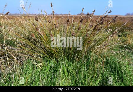 Spiny rush or sharp rush (Juncus acutus) is a perennial herb native to dunes, wetlands and salt marshes of Europe, north Africa, western Asia and Baja Stock Photo