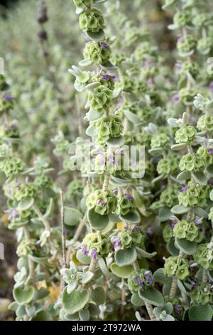 False dittany (Ballota pseudodictamnus) is a shrub native to Greece (Aegean region). Flowers detail. Stock Photo