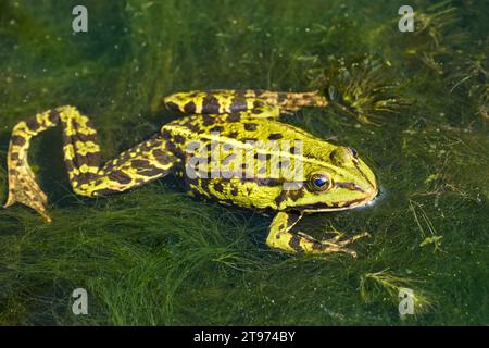 Frog with one angled leg in water with thick sea grass - Common water frog Stock Photo