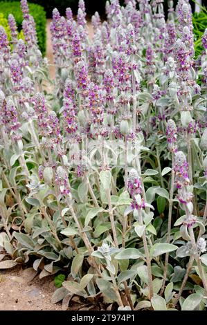 Lamb's-ear (Stachys byzantina) is a perennial plant native to Turkey, Iran and Armenia. Stock Photo