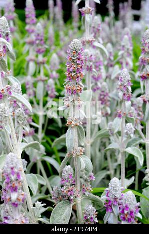 Lamb's-ear (Stachys byzantina) is a perennial plant native to Turkey, Iran and Armenia. Stock Photo