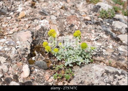 Felty germander (Teucrium polium aureum) is a subshrub native to Mediterranean Basin. This photo was taken in Montserrat Mountain, Barcelona province, Stock Photo