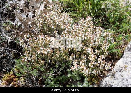 Ajedrea menuda or tomillo fino (Thymus zygis) is a subshrub native to Iberian Peninsula and north Africa. This photo was taken in Guadalajara province Stock Photo