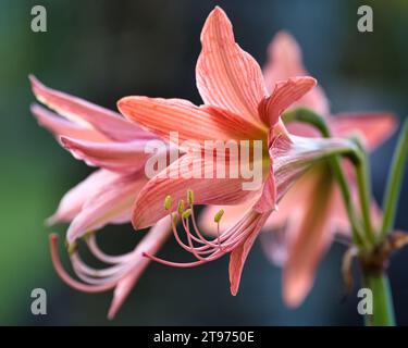 Hippeastrum striatum, the striped Barbados lily, a flowering perennial herbaceous bulbous plant, in the family Amaryllidaceae Stock Photo