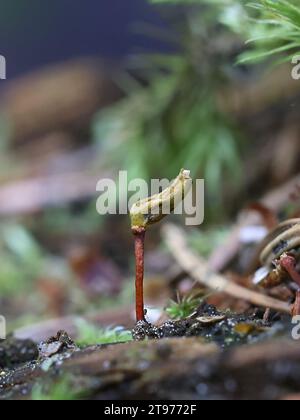 Buxbaumia viridis, commonly known as the green shield-moss, fertile sporophytes photographed in Finland Stock Photo