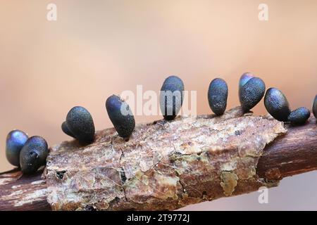 Lamproderma zonatum, a nivicolous slime mold from Finland, no common English name Stock Photo