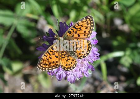 Boloria selene, known as the small pearl-bordered fritillary or silver-bordered fritillary feeding on Field Scabious Stock Photo