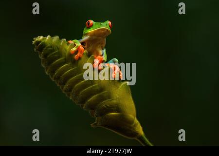 Red-eyed tree frog sitting on the leaf in the jungle Stock Photo