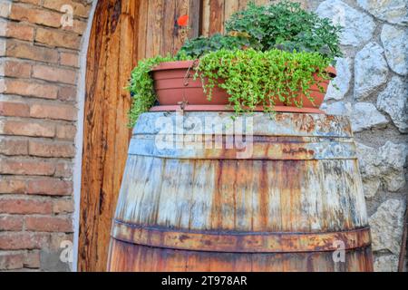Old wooden barrel with flowers in a plastic pot. Old wine cellar walls. The concept of traditional winemaking and modern tourism. Stock Photo