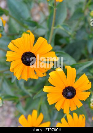 Rudbeckia plants, the Asteraceae yellow and brown flowers. Like many plants, they have several common names, among which are: Black-eyed Susan, Glorio Stock Photo