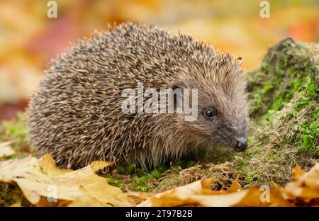 Hedgehog, Scientific name: Erinaceus Europaeus.  Close up of a wild, European hedgehog in Autumn, foraging on a moss covered tree stump. Facing right. Stock Photo