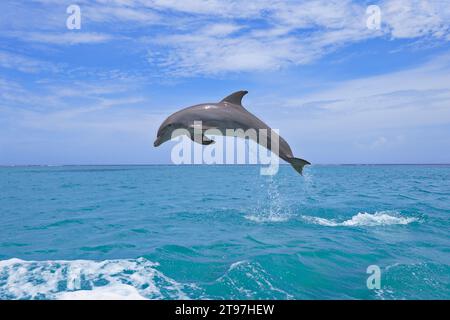 Bottle-nosed dolphin (Tursiops truncatus) jumping in Caribbean Sea Stock Photo