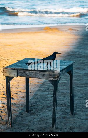 raven on wooden table, Veracruz beach, Mexico, 2022 Stock Photo