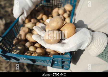 Hands of farmer holding potatoes with crate on sunny day Stock Photo