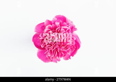Head of pink blooming peony against white background Stock Photo