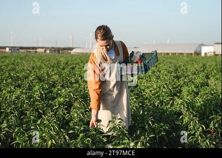 Farmer picking red bell peppers from plants in field Stock Photo