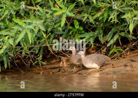 undulated tinamou on bank of river in tropical Pantanal (CTK Photo/Ondrej Zaruba) Stock Photo