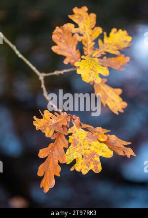 closeup of yellow orange and brown oak leaves on branch in the autumn Stock Photo
