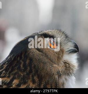 A close-up, head-shot profile of a European Eagle Owl with bright orange eyes looking up Stock Photo