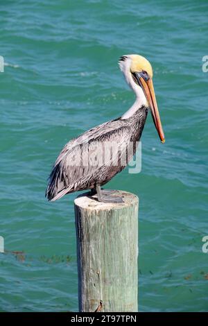 Brown Pelican perched on dock piling post with sea in the background, Florida Keys Stock Photo