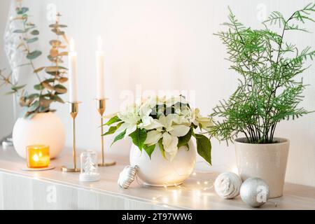 festive cozy interior arrangement, winter christmas concept, white poinsettia flower, lights Stock Photo