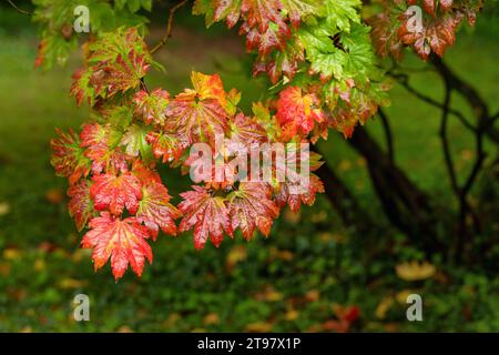 Close up of the bright red wet autumn leaves of Acer japonicum Vitifolium / Vine leaved Maple covered in rain drops. Westonbirt Arboretum, England, UK Stock Photo