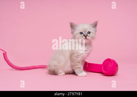 Five beautiful sacred burmese cat kittens in a dollsbed in studio close-up, a luxury cat, red background Stock Photo