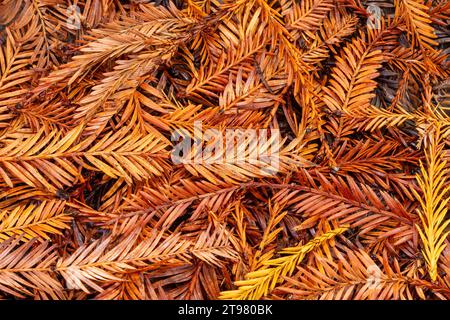Coast Redwood Needles. El Corte de Madera Creek Preserve, Santa Cruz Mountains, California. Stock Photo